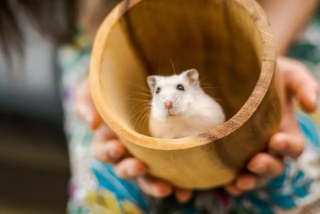 hamster-urnes-animaux-compagnie-deces